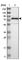 GRAM Domain Containing 1C antibody, HPA012316, Atlas Antibodies, Western Blot image 