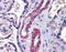 SUZ12 Polycomb Repressive Complex 2 Subunit antibody, 27-619, ProSci, Immunohistochemistry paraffin image 