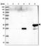 Myozenin 1 antibody, NBP1-85439, Novus Biologicals, Western Blot image 