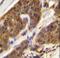 Complement Factor D antibody, LS-C168701, Lifespan Biosciences, Immunohistochemistry frozen image 