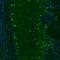 OTU Deubiquitinase, Ubiquitin Aldehyde Binding 1 antibody, NBP1-83670, Novus Biologicals, Immunofluorescence image 
