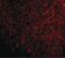 Thymic Stromal Lymphopoietin antibody, PA5-20320, Invitrogen Antibodies, Immunofluorescence image 