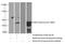 Isovaleryl-CoA Dehydrogenase antibody, 10822-1-AP, Proteintech Group, Western Blot image 