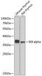 NFKB Inhibitor Alpha antibody, 13-942, ProSci, Western Blot image 