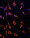 Serine/threonine-protein kinase PINK1, mitochondrial antibody, GTX64362, GeneTex, Immunofluorescence image 