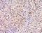Ras-specific guanine nucleotide-releasing factor 2 antibody, orb183917, Biorbyt, Immunohistochemistry paraffin image 