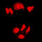 Nucleophosmin 1 antibody, LS-C352604, Lifespan Biosciences, Immunofluorescence image 