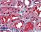 Ceramide Synthase 2 antibody, LS-B3495, Lifespan Biosciences, Immunohistochemistry frozen image 
