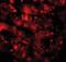 Intercellular Adhesion Molecule 2 antibody, orb73501, Biorbyt, Immunofluorescence image 