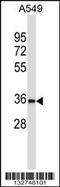 Brain Expressed Associated With NEDD4 1 antibody, 57-024, ProSci, Western Blot image 