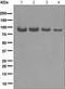 DNA Topoisomerase I antibody, ab109374, Abcam, Western Blot image 