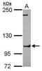 FCH Domain Only 1 antibody, PA5-31669, Invitrogen Antibodies, Western Blot image 