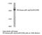 Phosphatidylinositol-4,5-Bisphosphate 3-Kinase Catalytic Subunit Alpha antibody, LS-C175861, Lifespan Biosciences, Western Blot image 