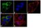 Thioredoxin Reductase 1 antibody, LF-MA0015, Invitrogen Antibodies, Immunofluorescence image 