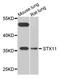 Syntaxin 11 antibody, STJ110468, St John