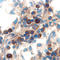 Interleukin 15 antibody, AF447, R&D Systems, Immunohistochemistry frozen image 