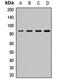 Sec23 Homolog A, Coat Complex II Component antibody, LS-C667984, Lifespan Biosciences, Western Blot image 