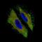 Mucin 16, Cell Surface Associated antibody, NBP2-59023, Novus Biologicals, Immunofluorescence image 