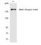 WNK1 antibody, PA5-40244, Invitrogen Antibodies, Western Blot image 