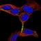 Chromogranin B antibody, NBP1-80782, Novus Biologicals, Immunofluorescence image 