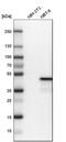 N-Myc Downstream Regulated 1 antibody, HPA006881, Atlas Antibodies, Western Blot image 