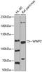 WW Domain Containing E3 Ubiquitin Protein Ligase 2 antibody, GTX64673, GeneTex, Western Blot image 
