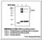 Apolipoprotein A1 antibody, LS-B12787, Lifespan Biosciences, Western Blot image 