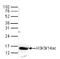Histone H3 antibody, TA347180, Origene, Western Blot image 
