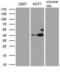 GATA Binding Protein 3 antibody, LS-C791908, Lifespan Biosciences, Western Blot image 