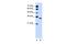 Olfactory Receptor Family 5 Subfamily T Member 2 antibody, PA5-69152, Invitrogen Antibodies, Western Blot image 