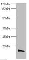 Transmembrane Protein 14B antibody, CSB-PA023721EA01HU, Cusabio, Western Blot image 