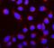 Roundabout Guidance Receptor 1 antibody, A01530-2, Boster Biological Technology, Immunofluorescence image 