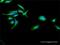 Cytochrome P450 Oxidoreductase antibody, H00005447-D01P, Novus Biologicals, Immunofluorescence image 
