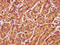 Ran-binding protein 17 antibody, CSB-PA872481LA01HU, Cusabio, Immunohistochemistry frozen image 