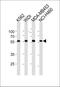 Nuclear Pore Complex Interacting Protein Family Member B15 antibody, PA5-35294, Invitrogen Antibodies, Western Blot image 