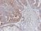 Mitogen-Activated Protein Kinase 9 antibody, NBP1-30905, Novus Biologicals, Immunohistochemistry frozen image 