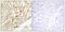Core-Binding Factor Subunit Beta antibody, A30490, Boster Biological Technology, Immunohistochemistry frozen image 