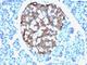 Chromogranin A antibody, V2456IHC-7ML, NSJ Bioreagents, Immunohistochemistry frozen image 