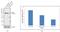 B-Raf Proto-Oncogene, Serine/Threonine Kinase antibody, 702187, Invitrogen Antibodies, Western Blot image 