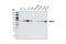 Mitogen-Activated Protein Kinase Kinase Kinase 3 antibody, 5727S, Cell Signaling Technology, Western Blot image 