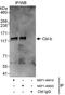 Cbl Proto-Oncogene B antibody, NBP1-49919, Novus Biologicals, Immunoprecipitation image 