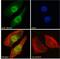 MutL Homolog 3 antibody, 45-889, ProSci, Enzyme Linked Immunosorbent Assay image 