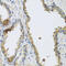 HPO antibody, 19-680, ProSci, Immunohistochemistry frozen image 