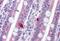 Programmed Cell Death 1 antibody, MBS241303, MyBioSource, Immunohistochemistry paraffin image 