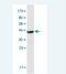 Solute Carrier Family 44 Member 1 antibody, H00023446-M04, Novus Biologicals, Western Blot image 