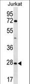 Olfactory Receptor Family 6 Subfamily T Member 1 antibody, LS-C163246, Lifespan Biosciences, Western Blot image 