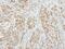 Coagulation Factor X antibody, PA5-22059, Invitrogen Antibodies, Immunohistochemistry paraffin image 