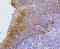 Keratin 17 antibody, 13-865, ProSci, Immunohistochemistry frozen image 