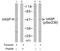 Vasodilator Stimulated Phosphoprotein antibody, GTX78925, GeneTex, Western Blot image 