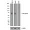 CD244 antibody, AF1039, R&D Systems, Western Blot image 